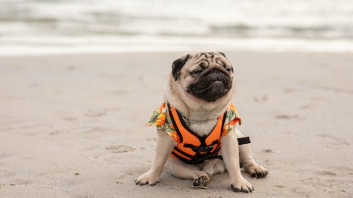 ¿Es legal llevar a mi perro a la playa?