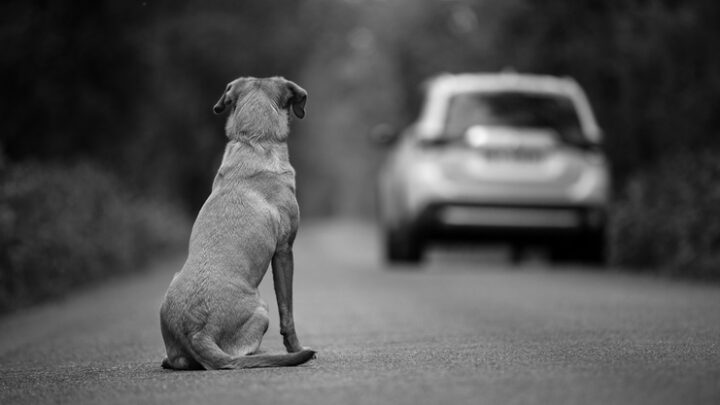 Consecuencias legales de abandonar una mascota