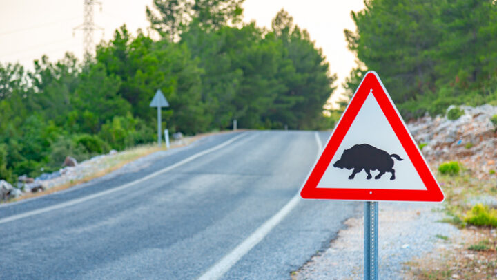 Más jabalíes, más siniestros: la DGT alerta del aumento de accidentes con fauna