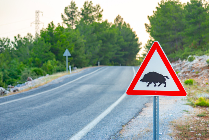 Más jabalíes, más siniestros: la DGT alerta del aumento de accidentes con fauna
